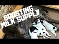 How To Help Increase and Boost Your Nursing Lactating Dogs Milk Supply