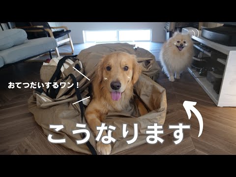 ゴールデンレトリバーとポメラニアンの前でテントを片付けるとこうなります。