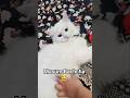 Don't Miss End 🤣 #cat #funny #vlog #shorts #youtubeshorts #trending #vlogger
