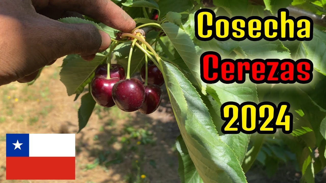 Cerezas Chilenas Cosechas 2024 🍒 🇨🇱 San Fernando.
