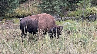 Relive Sukkot in Montana with me by Jess Caticles 307 views 5 months ago 21 minutes