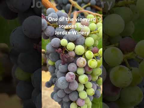 Video: Jordan Winery - Gerçekten Seveceğiniz Şarap Tadımı