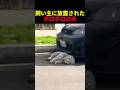 飼い主に放置されたボロボロの犬 #動物 #ペット #かわいい #癒し #animals #犬