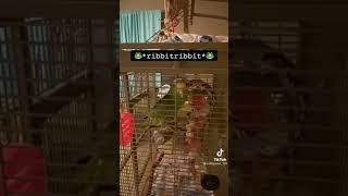 potty mouth parrot