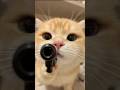 बिल्ली के मुंह में उंगली डालो तब भी नहीं बताएगी ये राज़ 🐱😱