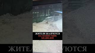 ЖИТЕЛИ ЖАЛУЮТСЯ НА НАШЕСТВИЕ МЕДВЕДЕЙ #новости #казахстан #медведь