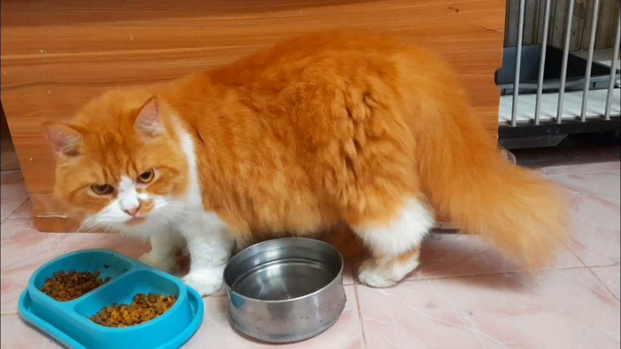 CARA AGAR KUCING GEMUK DAN BULUNYA LEBAT - YouTube