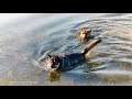 Собаки любят плавать. Тайсон переплыл реку | Шепски (метис хаски) #хаски #шепски #овчарка