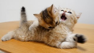 We won't be seeing kittens Chai and Mocha fighting anytime soon...