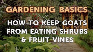 How to Keep Goats from Eating Shrubs & Fruit Vines