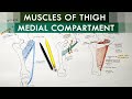 Thigh Muscles - Medial Compartment of Thigh | Anatomy Tutorial