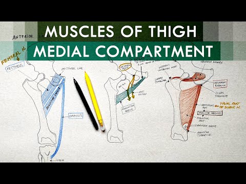 Video: Welke van de volgende spieren bevindt zich in het mediale compartiment van de dij?