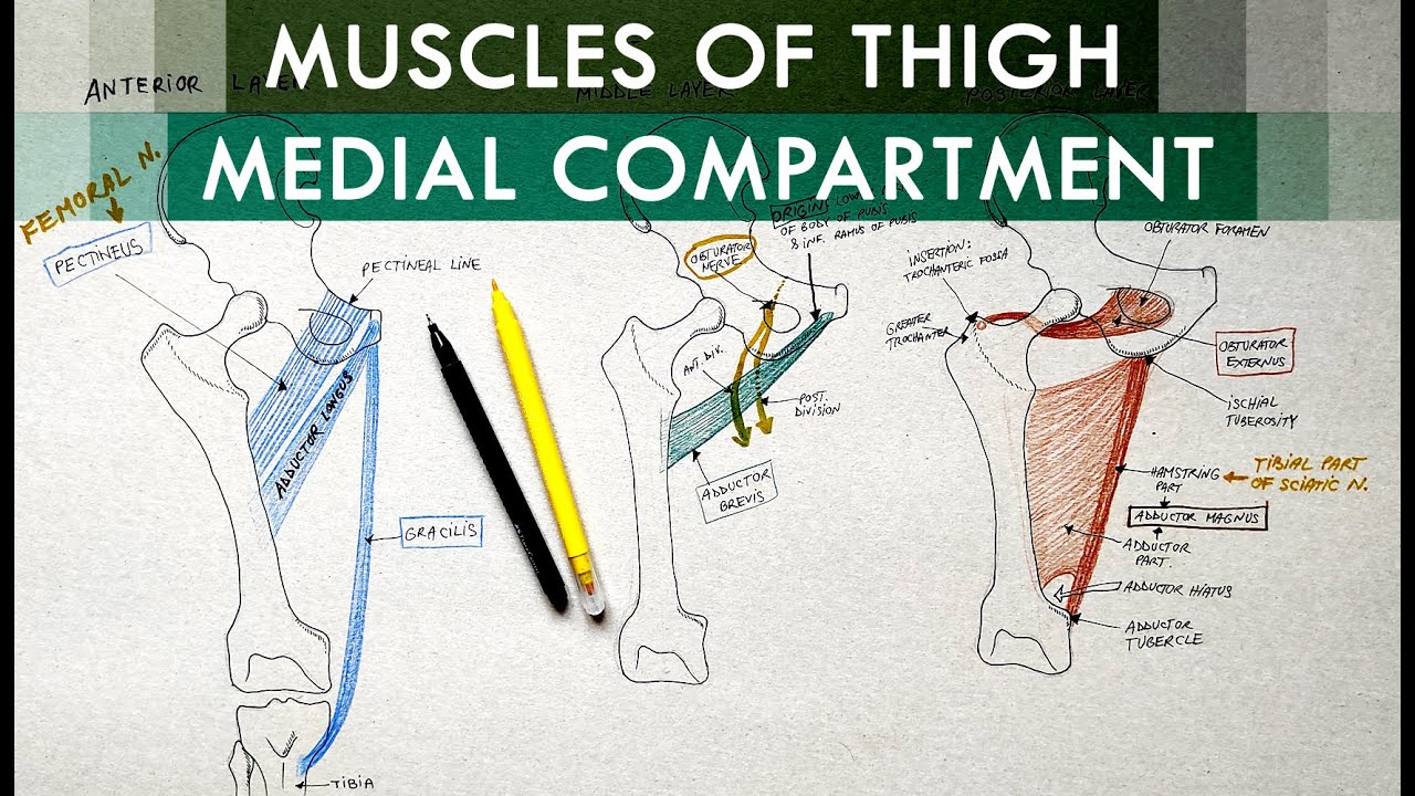 Thigh Muscles Medial Compartment Of Thigh Anatomy Tutorial YouTube thigh-muscles-medial-compartment-of-thigh-anatomy-tutorial-youtube