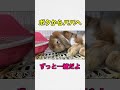ボクからパパへ。 #bunny #うさぎの飼い方 #rabbit #うさぎ