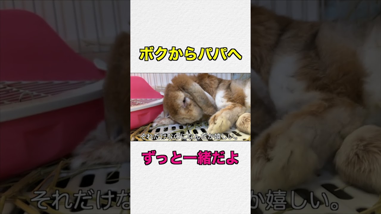 ボクからパパへ。 #bunny #うさぎの飼い方 #rabbit #うさぎ