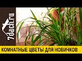 8 комнатных растений для новичков - 7 дач