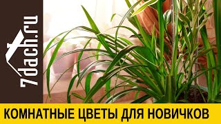 8 Комнатных Растений Для Новичков - 7 Дач