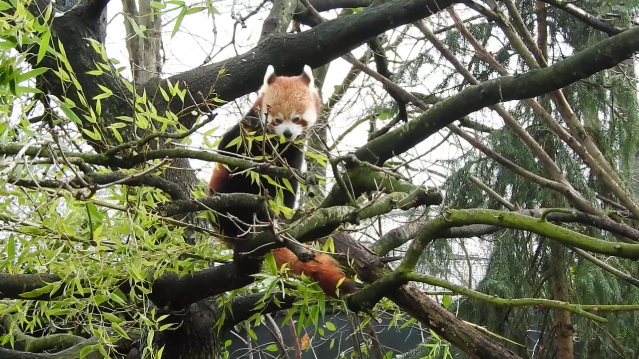 ネパールレッサーパンダ Red Panda 0213 Youtube