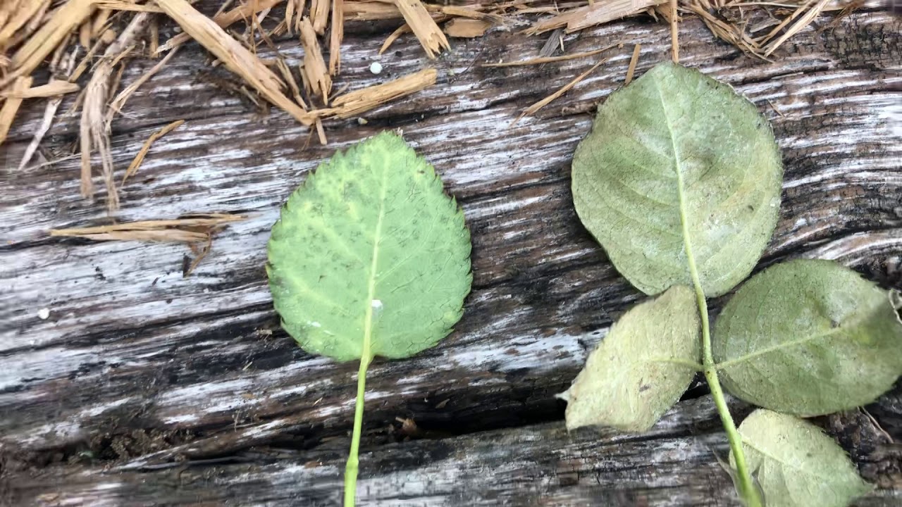 Why Are My Rose Leaves Yellow? YouTube