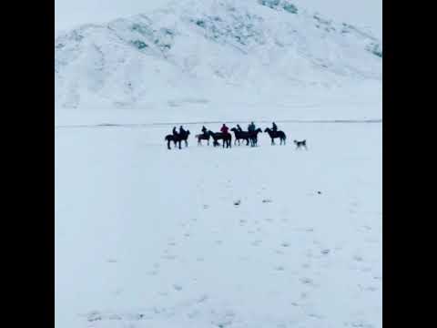 Video: Шалбаадагы көк бөрү чөбүн багуунун өзгөчөлүктөрү