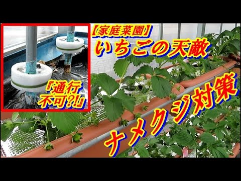 家庭菜園 いちごの高設栽培 ナメクジ対策 塩 を使いますが工夫してみました Youtube