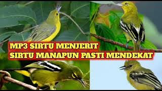 Suara Pikat Sirtu ini Solusi Sirtu Yang susah Turun, andalan  #pikarburung @NB99_na