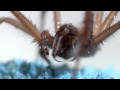 UK house spiders journey