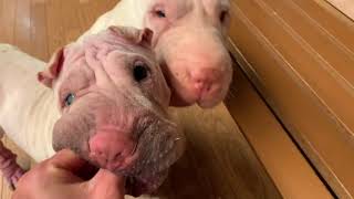 犬用の骨つき肉を食べる「食用犬種」シャーペイたち。