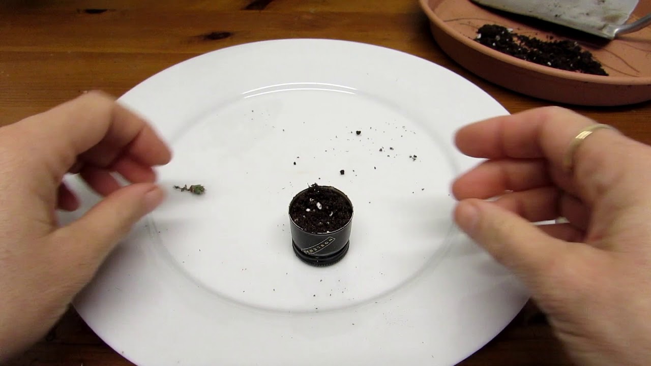 Transplanting my tiny Corypantha macromeris Cactus seedling - Donana