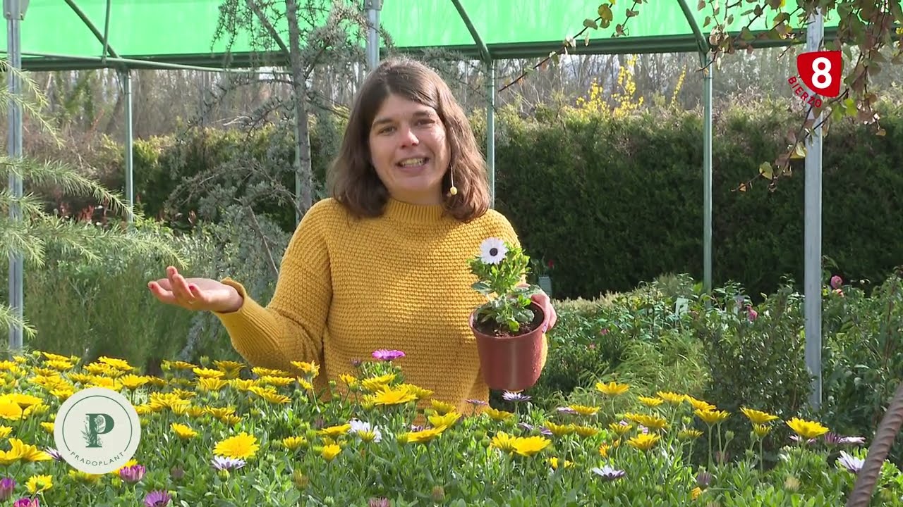 Las margaritas, cuidados y características