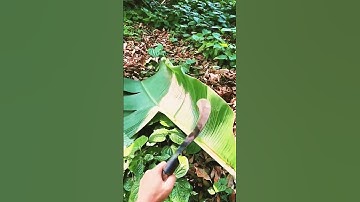 the process of cutting banana leaves with a sharp sickle #shorts #farming  #agriculture