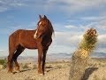 Wild Horses near Las Vegas