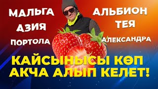 ИТАЛИЯДАН ЖАҢЫ СОРТТОРДУ АЛЫП КЕЛЕБИЗ!