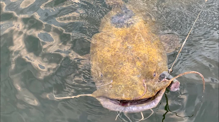 The BIG One That Didn't Get Away | GIANT Flathead Catfish Caught From Kayak