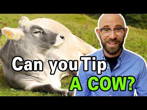 Video: Vacile pot primi bacșiș?