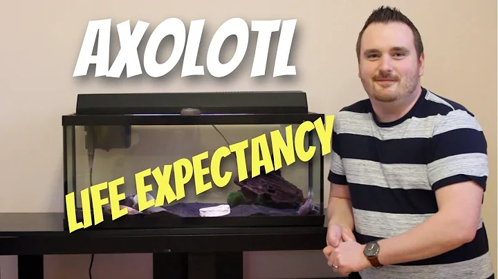 What is an Axolotls Full Life Expectancy in Captivity?