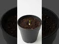 Planting Sunflower in Glass