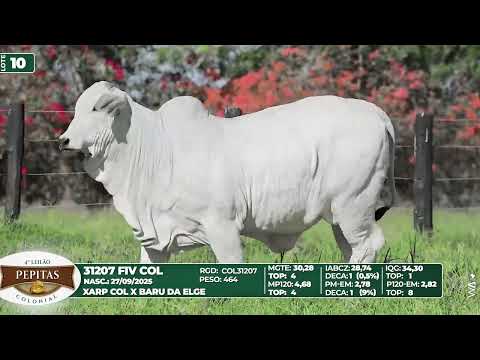LOTE 10   31207 FIV COL