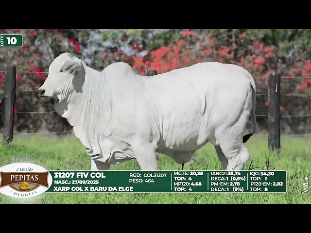 LOTE 10   31207 FIV COL