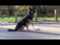 Canine Purpose Canine Purpose