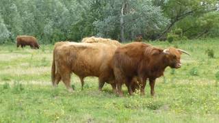 April Juni 2019 Fiets Vandaling Door Het Natuur Setnja Biciklom Kroz Prirodu