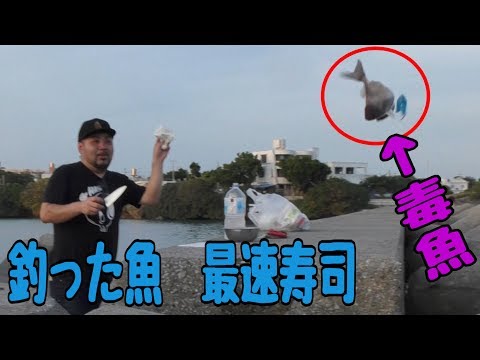 釣って最速で捌いて握るお寿司【新鮮】