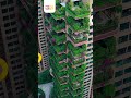 Qiyi Forest Garden – China’s Vertical Jungle 🇨🇳🌿 #funandsun