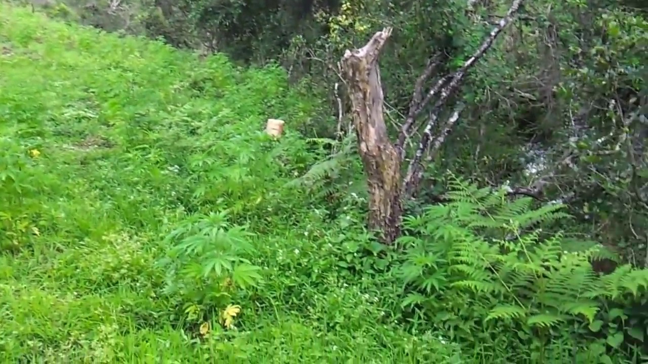 huge outdoor cannabis grow 2