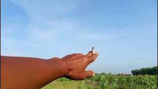 Lihat lokasi Perkutut. Seperti Bukit Berbunga. Cuss kenek guandul