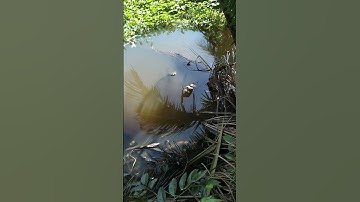 câu cá thác lác điểm đẹp ,cá thì cũng đẹp(29/6/2023)