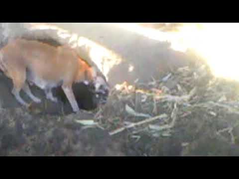 لاحظ قوة الكلبه التي تدافع عن صغارها مواقف وغرائب 