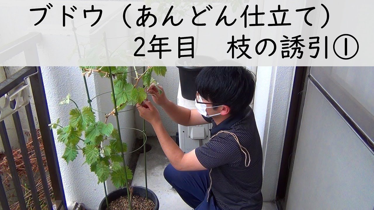 お家で果樹栽培107 ブドウ 植え付け2年目 あんどん仕立て 発芽後の誘引 Youtube