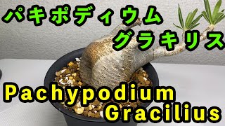 パキポディウム グラキリス/Pachypodium Gracilius