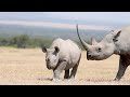 It starts with a name and lasts for a rhinos lifetime